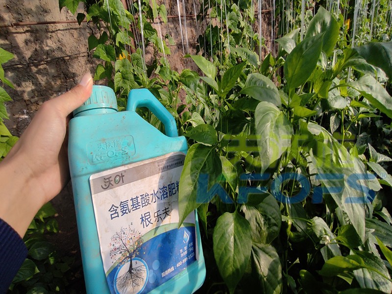 生根水溶肥哪種的好？