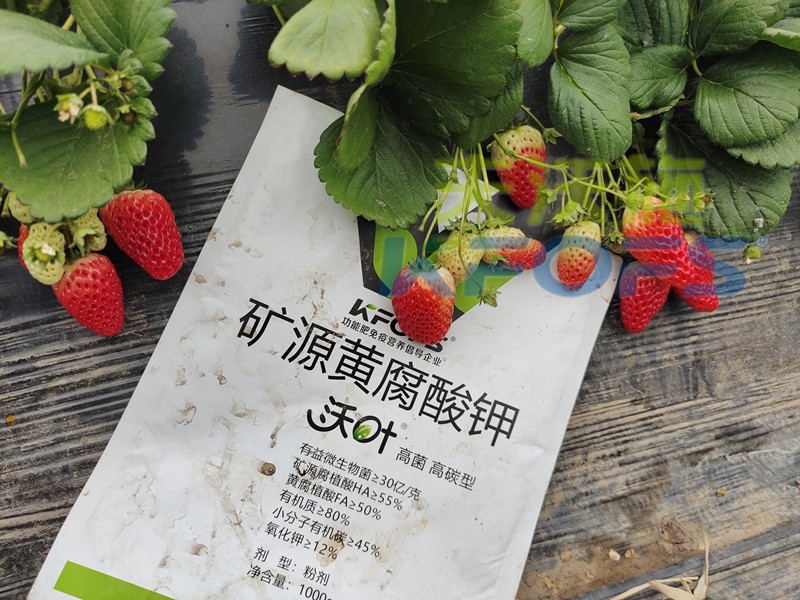 水溶肥廠家，為什么種植戶都信賴夫沃施？