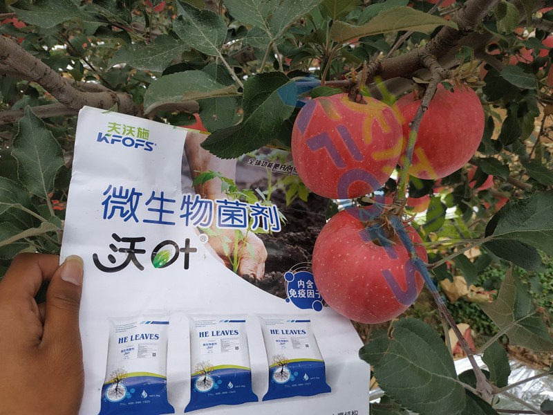 微生物菌劑，作物豐收的關(guān)鍵所在！