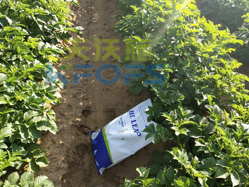 8年種植經(jīng)驗老農(nóng)說，種土豆用什么肥料好！