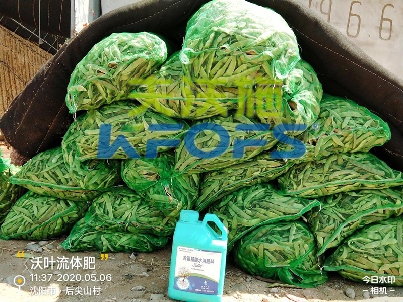 豆角用什么肥料產(chǎn)量高，有必要一看！