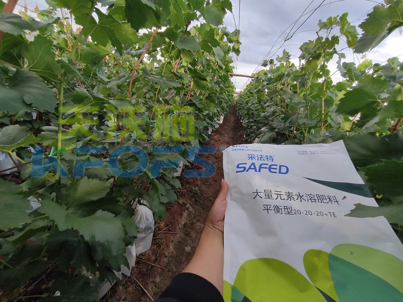 如何選擇靠譜的水溶肥廠家？很重要！