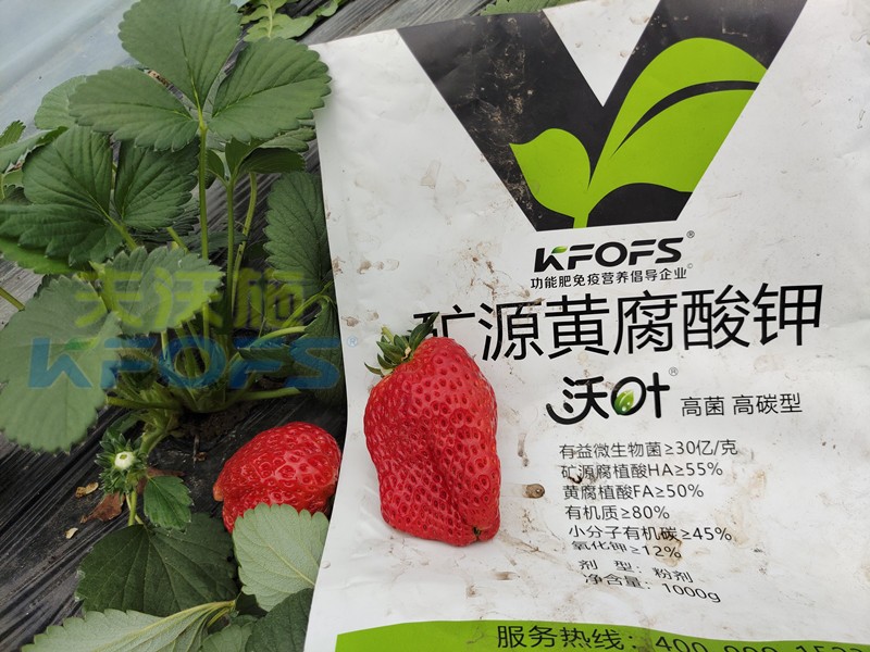 礦源黃腐酸鉀應(yīng)該怎么用？對于什么土地有效？