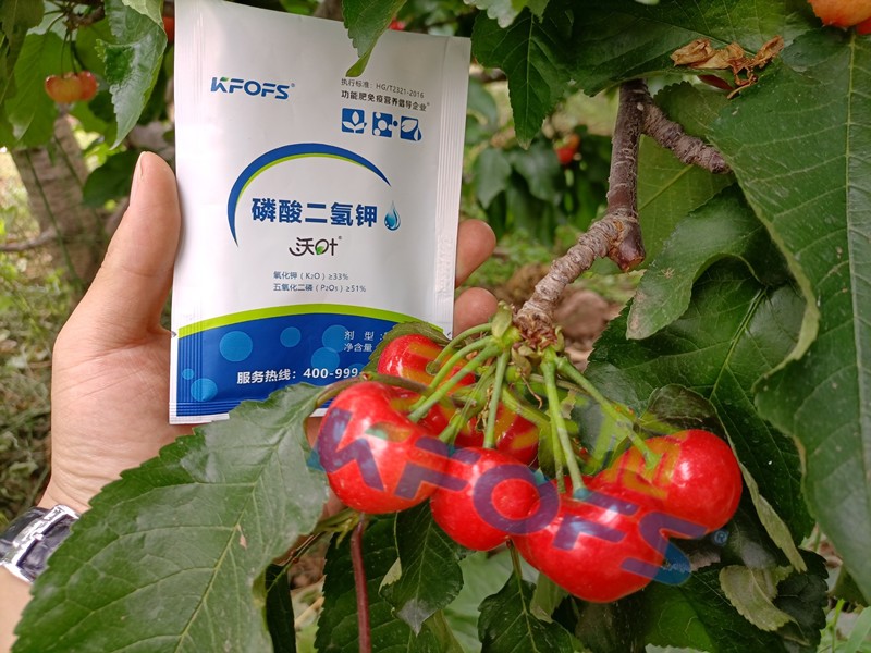 磷酸二氫鉀的正規(guī)廠家哪個(gè)好？這些方面要記牢！