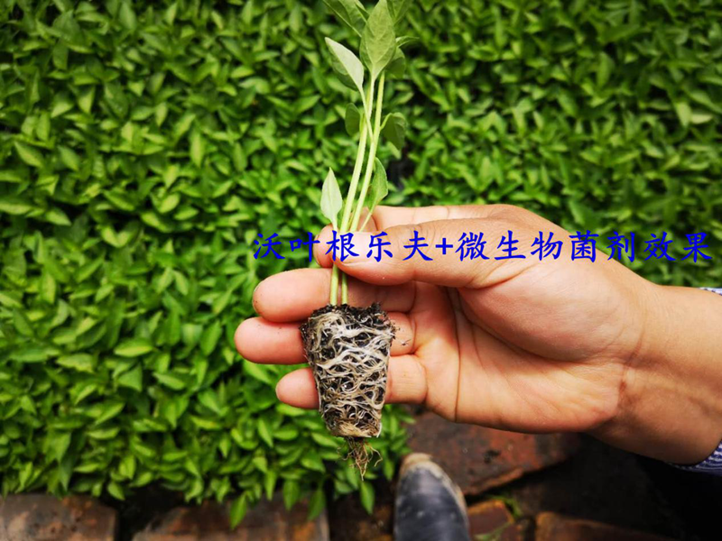生根劑的正確的使用方法，看這篇就夠了！