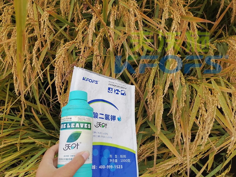 磷酸二氫鉀的用途真大，這三條必看！