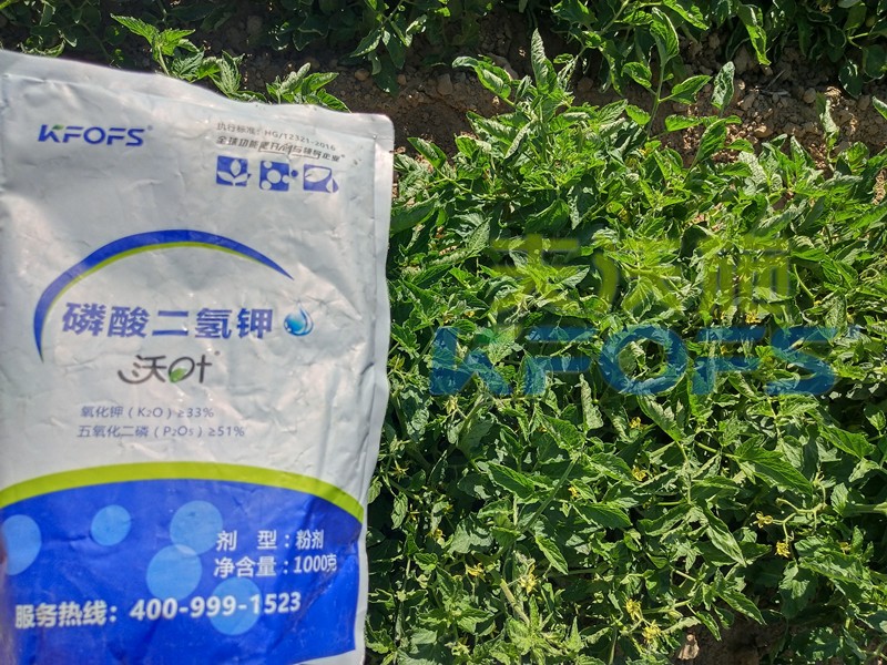 番茄控旺用磷酸二氫鉀效果好嗎？
