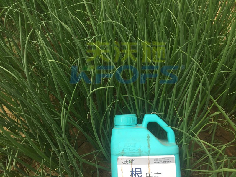 大蔥用什么水溶肥長(zhǎng)得高？