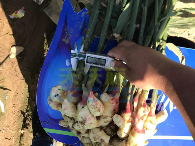 生根劑有毒有害嗎？哪個牌子好？