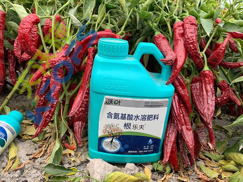 辣椒施肥選沃葉，增產(chǎn)提質(zhì)賣價高！