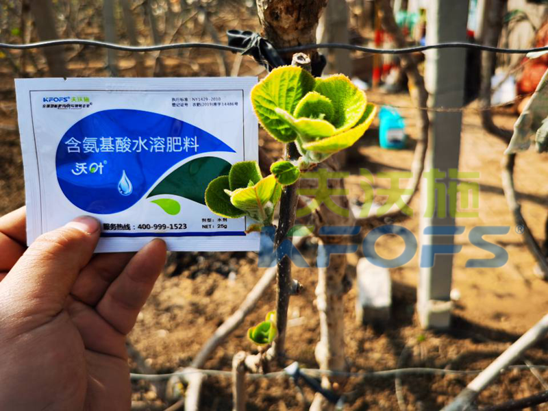 獼猴桃冬季施什么肥料,抵抗性強(qiáng)？