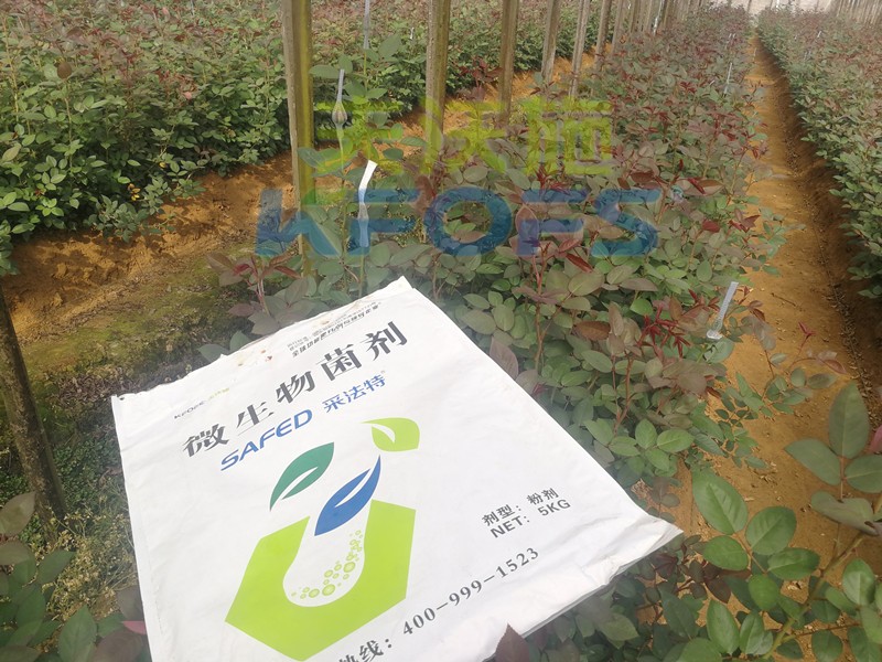 玫瑰水溶肥哪家好？問問基地老板就知道