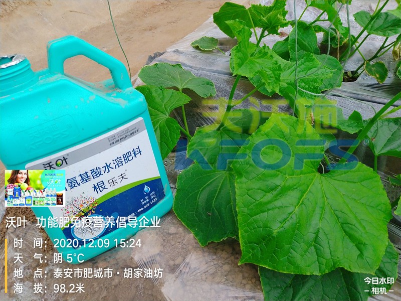 生根肥-黃瓜用沃葉根樂夫效果1.jpg