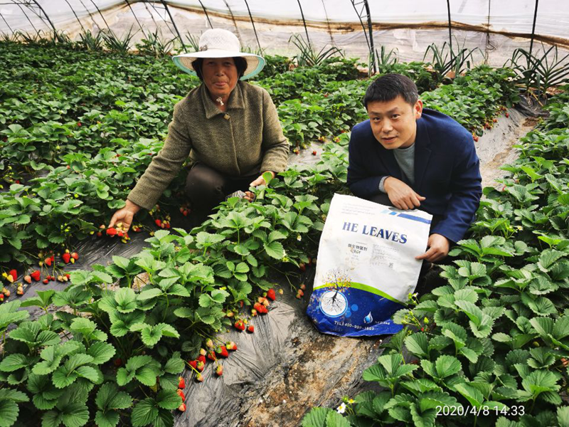 種草莓用什么肥料好？看完就知道