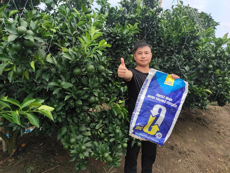 臍橙果期怎樣用顆粒水溶肥效果好？