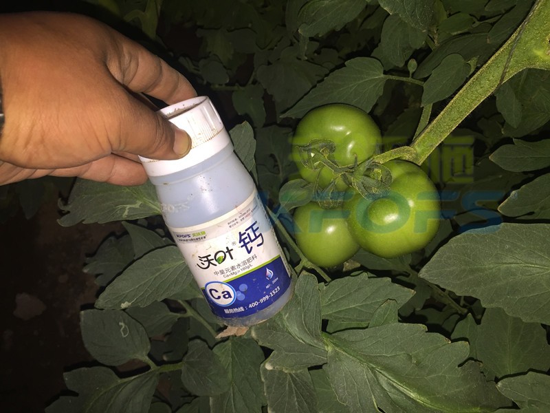 水溶肥怎么用能讓番茄膨果好？