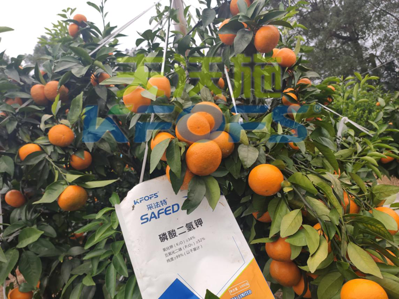 冷凍來襲，水溶肥在柑橘上的防凍措施，不看虧大了！