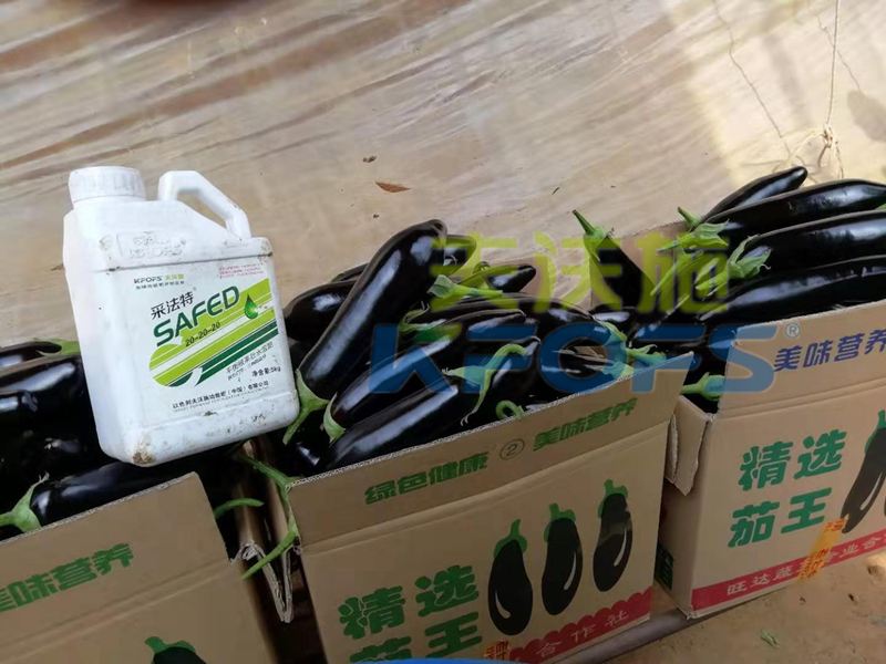 水溶肥這樣用，茄子有光澤