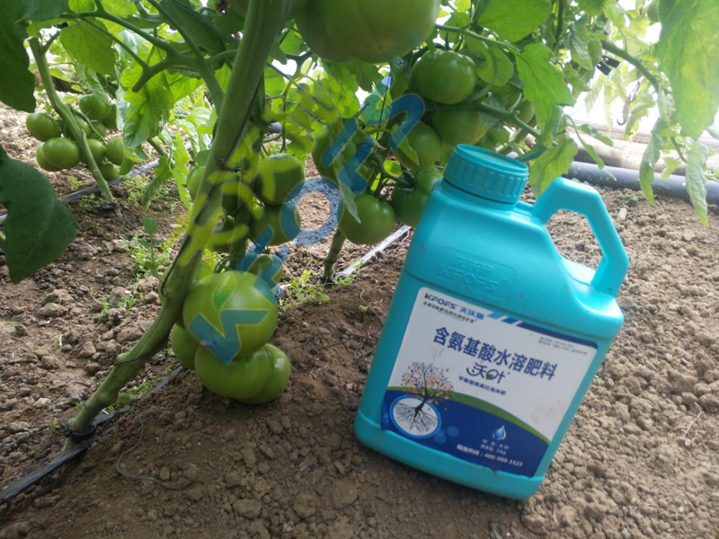 大棚蔬菜冬季用什么肥？