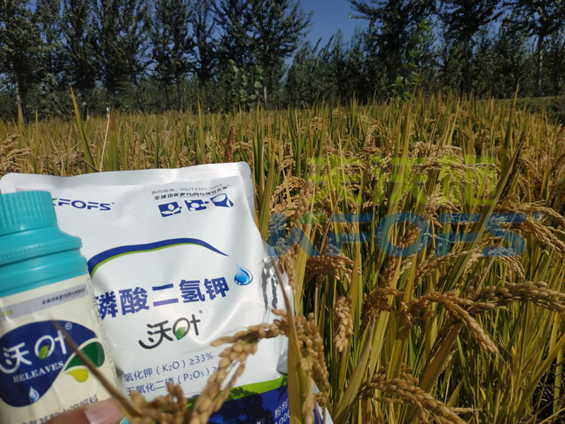 葉面肥-水稻用沃葉葉面肥、二氫鉀效果.png