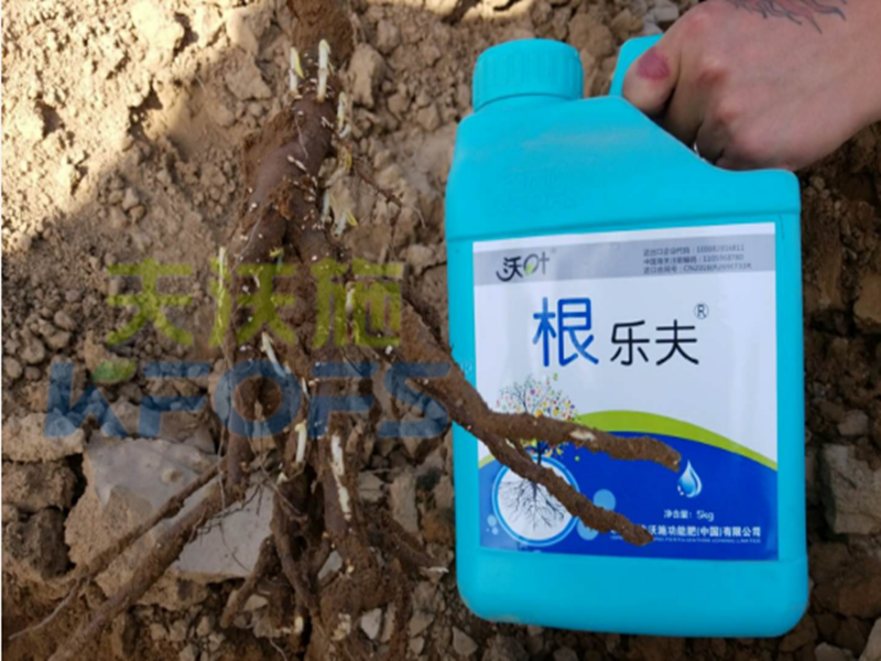 水溶肥越來越難做，他竟然能如此輕松？讓我們一探究竟！