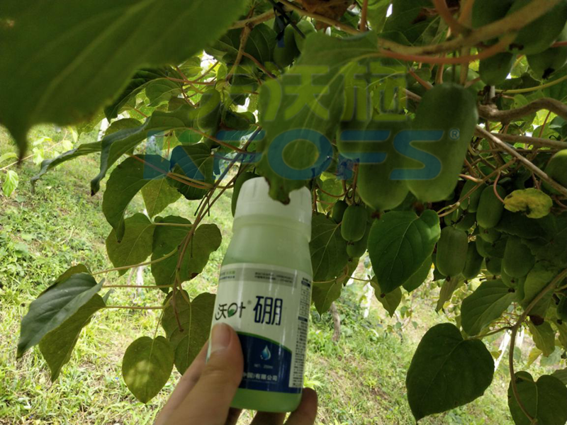 給農(nóng)作物施用硼肥需要注意什么？