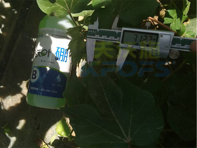 硼肥對植物生長主要有哪些作用？