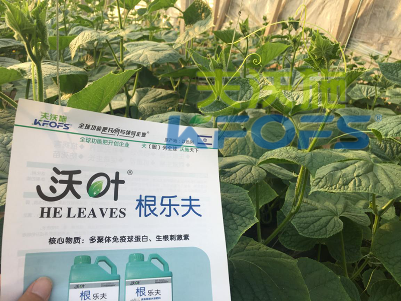 生根劑用多了燒根嗎？