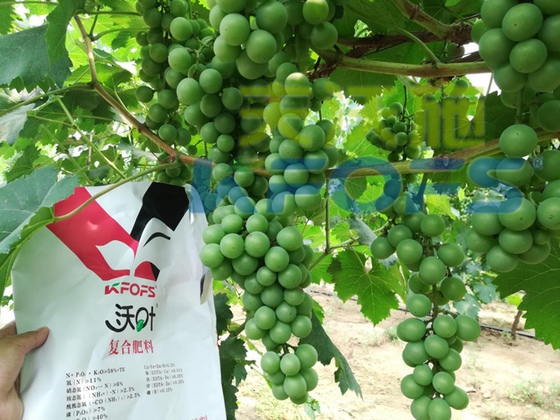 水溶肥哪個(gè)品牌好？來看看種植戶怎么說！