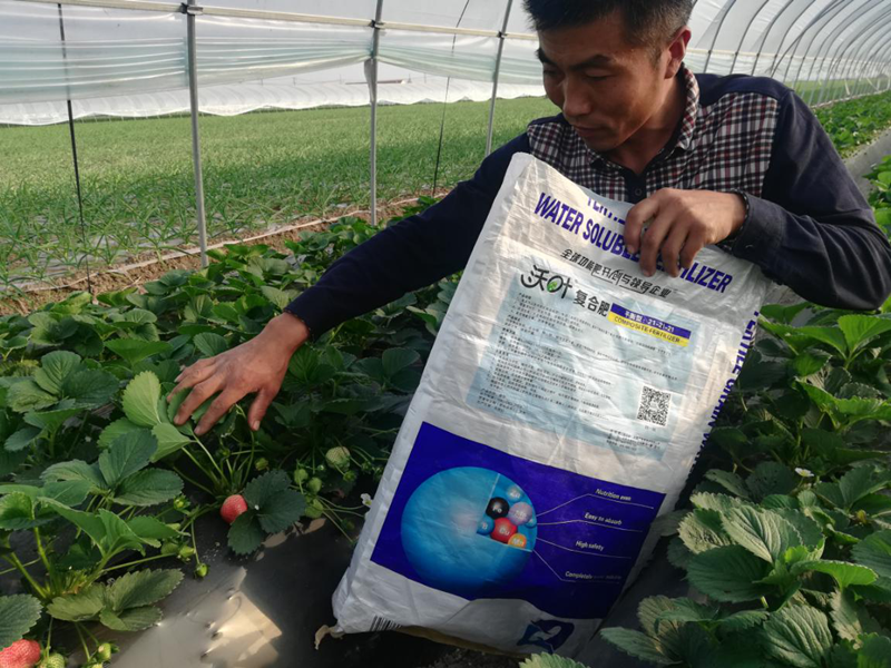 草莓用什么肥料好？沃葉水溶肥怎么樣？