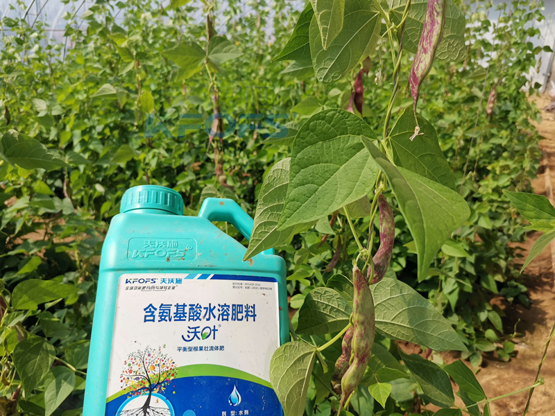豆角追肥用什么肥料好？楊總很有發(fā)言權！