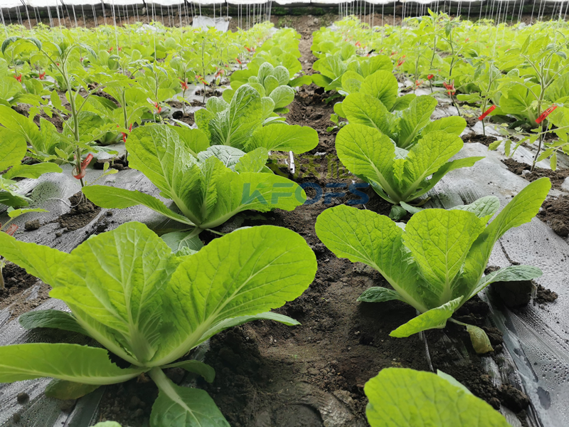 白菜施肥用什么肥料？種植大戶的經(jīng)驗！