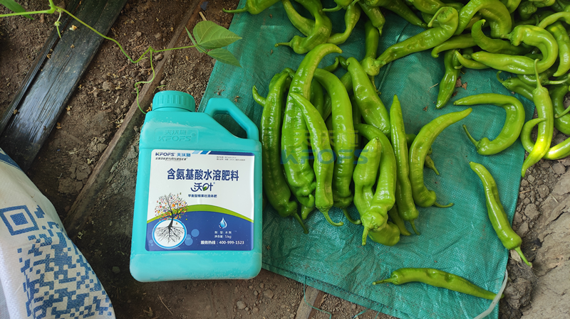 辣椒開(kāi)花結(jié)果期用什么肥料-沃葉根樂(lè)夫.png