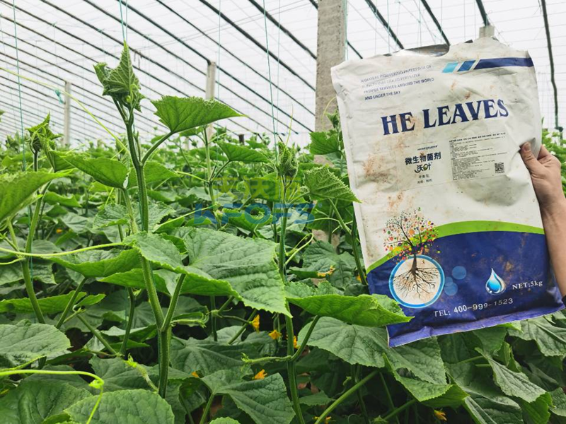 微生物菌劑哪個牌子好？莊總只認可這款！