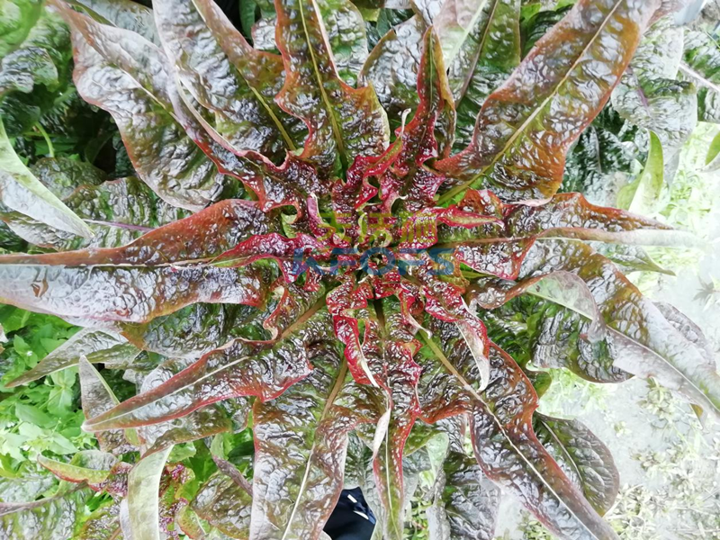 萵筍如何追肥？羅大哥說沃葉真不錯！