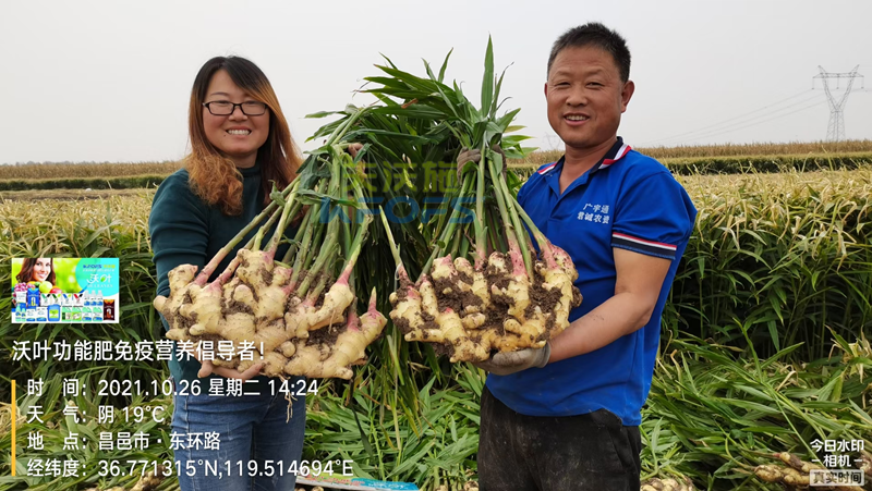 種大姜用什么肥料好？姜農(nóng)區(qū)都愛(ài)用沃葉！