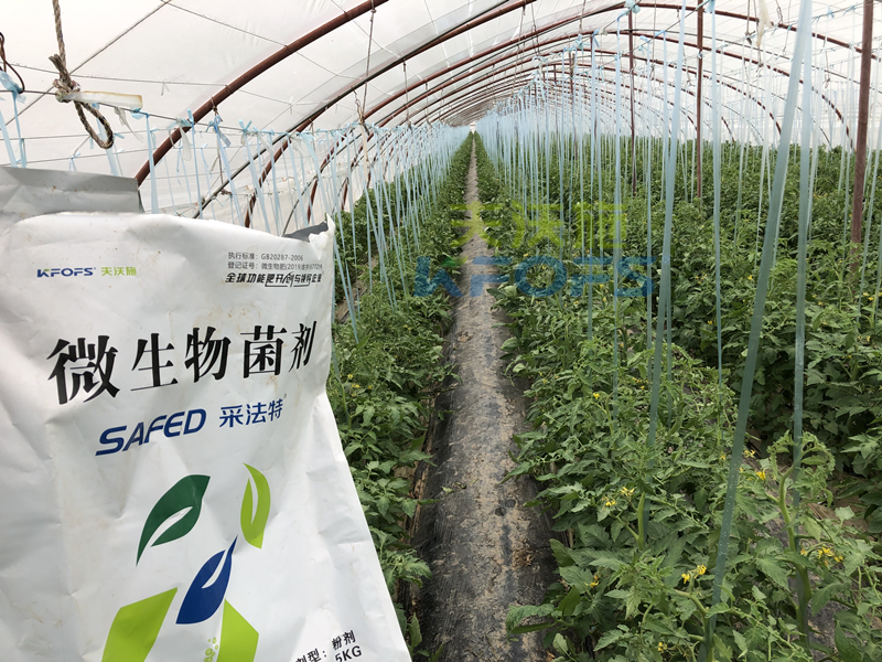 蔬菜施什么肥長得又快又好？張老板說采法特！