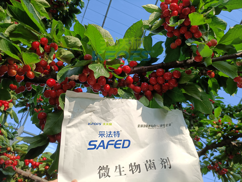 櫻桃采摘后施什么肥料好？王總案例！