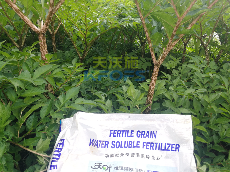 顆粒水溶肥，為何杜總只認(rèn)可這款！