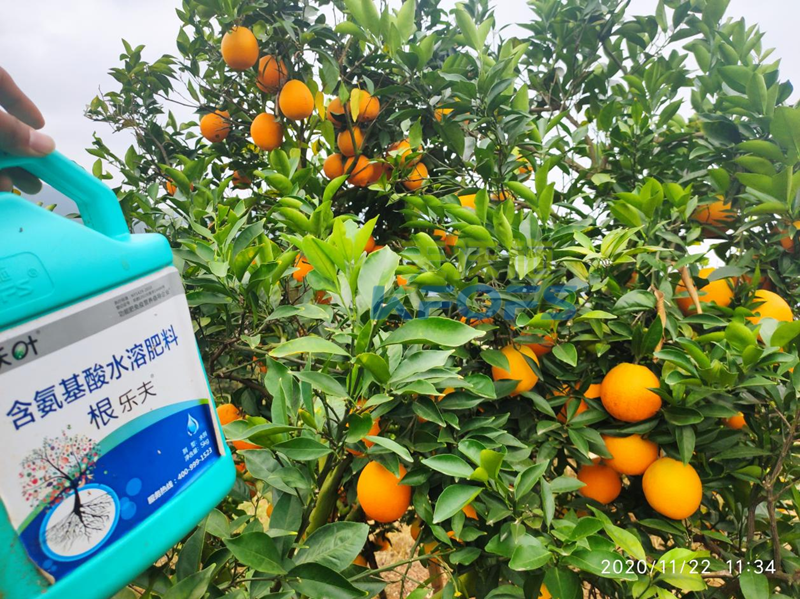 生根劑-臍橙用沃葉根樂(lè)夫生根劑.png