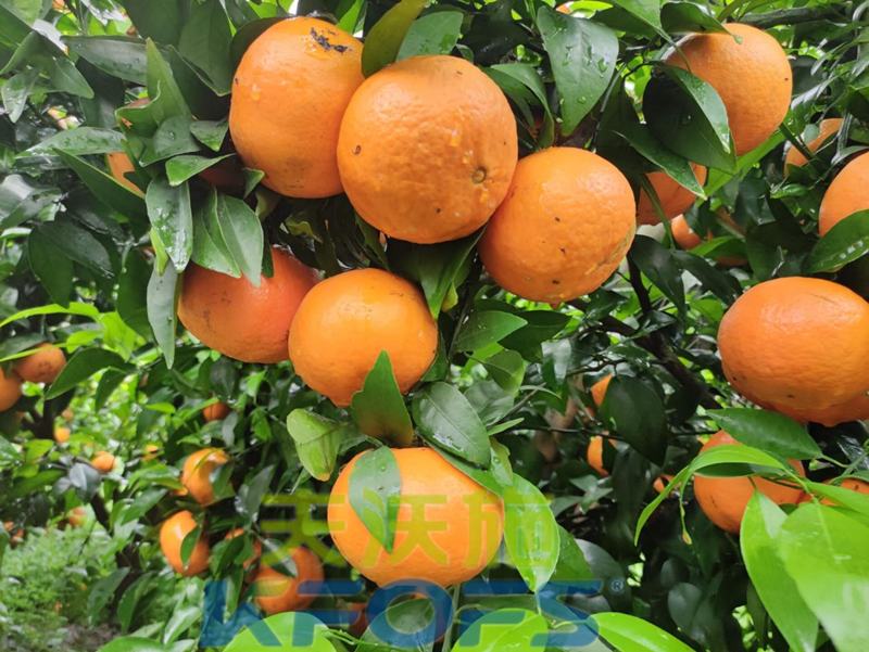 柑橘壯果肥什么時(shí)候施好？