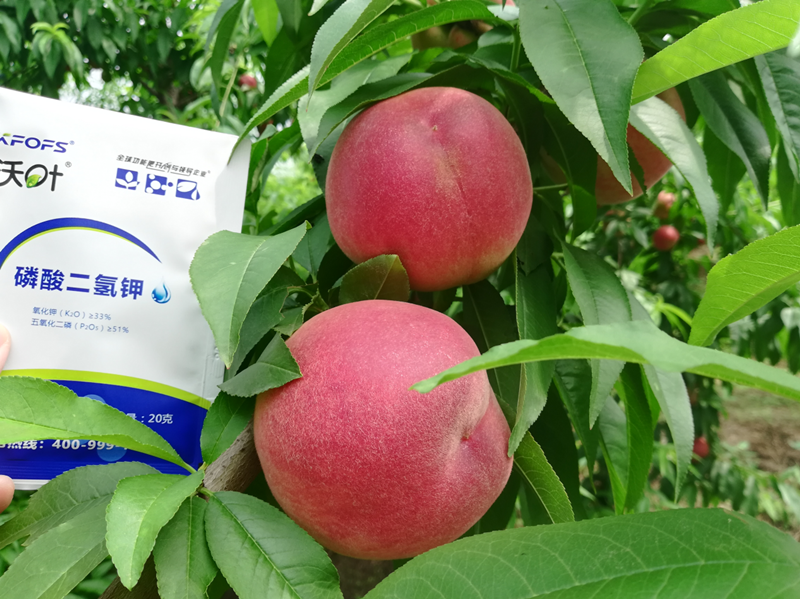 桃樹(shù)施什么肥料好？李大哥對(duì)比案例！