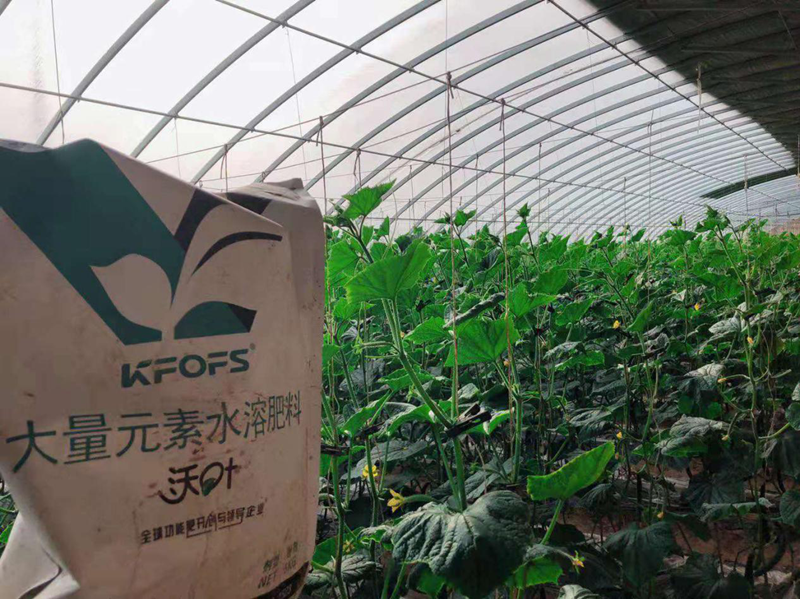 大量元素水溶肥-黃瓜用沃葉大量元素水溶肥產品效果.png