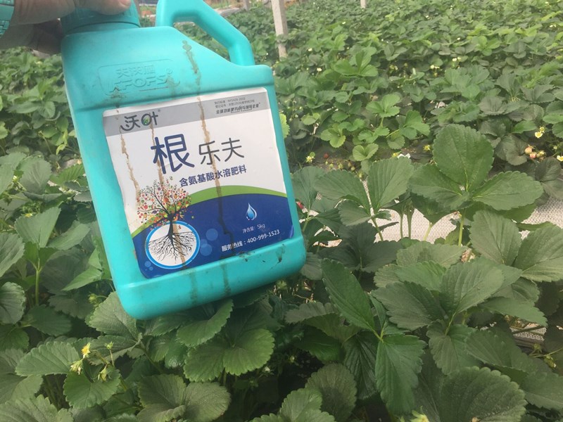 生根劑-草莓用沃葉根樂夫生根劑產品效果.jpg