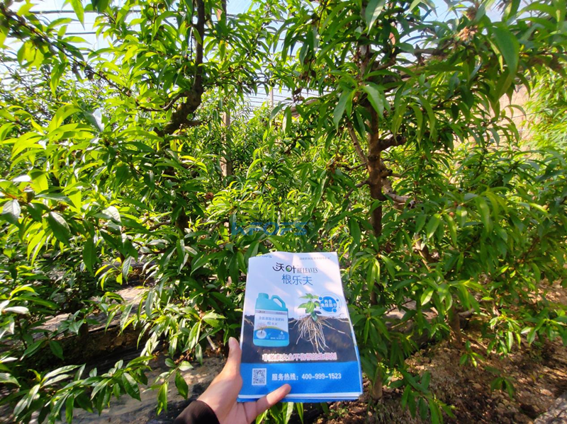 水溶肥怎么選？張總來給你支招