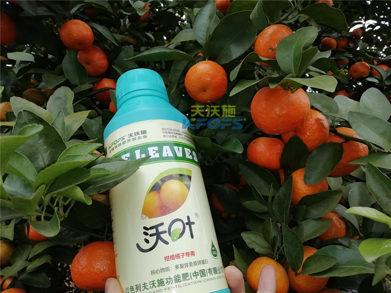 如何施肥提高柑橘產(chǎn)量，柑橘施肥技巧