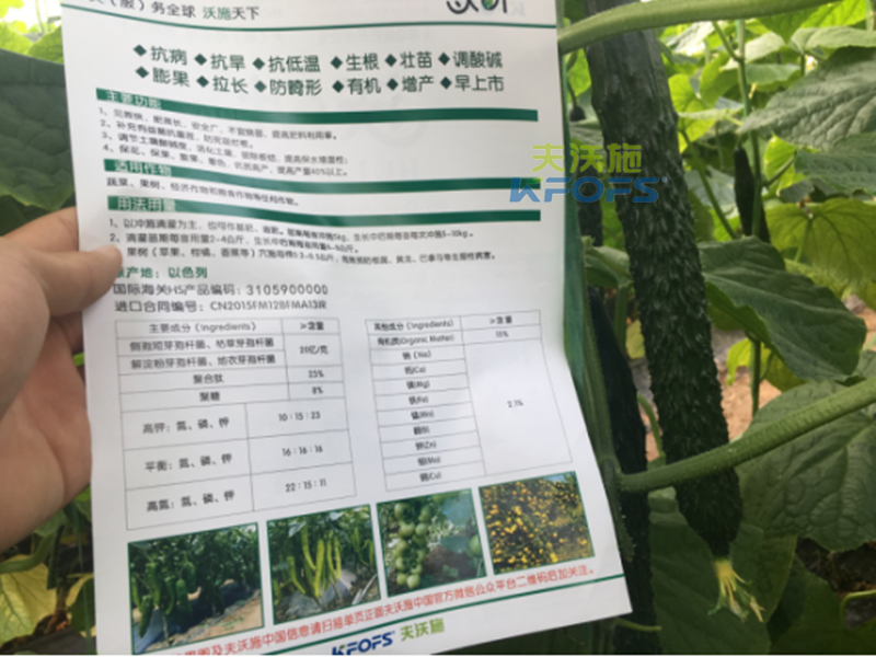 黃瓜沖施肥如何使用效果更好？