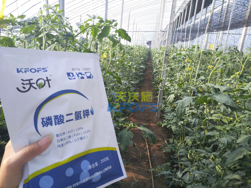 番茄葉面肥的使用技巧！