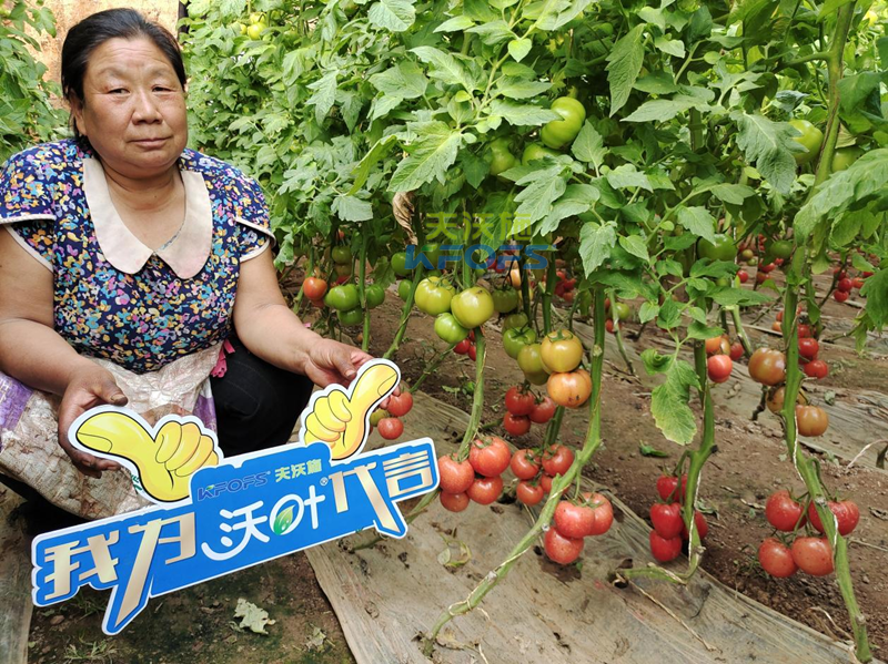 沃葉水溶肥怎么樣-沃葉用戶見(jiàn)證1.png