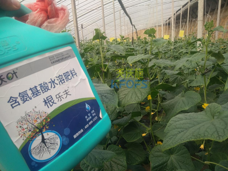 水溶肥調(diào)理黃瓜黃頭，夫沃施有一招！
